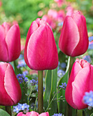 Tulipa 'Tresor'