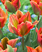 Tulipa 'Artist'