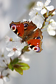 Peacock butterfly on branch of mirabelle plum blossom