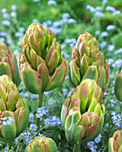 Tulipa 'Boa Vista'