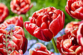 Tulipa Cabella