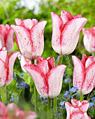 Tulipa 'Beautytrend'