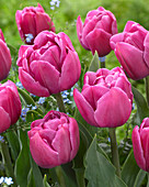 Tulipa Double You