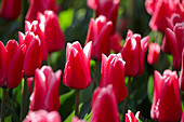 Tulipa 'Capri Striped'