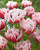 Tulipa 568