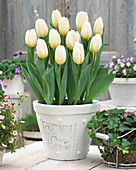 Tulipa 'Snowy Mountain'