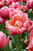 Tulipa 'Pissarro'