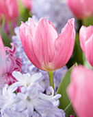 Tulipa Pink Flag