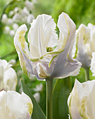 Tulipa 'White Lizard'