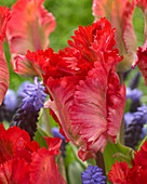 Tulipa 'Garden Fire'