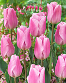 Tulipa 'Synaeda Amor'