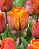 Tulipa 'Cairo'