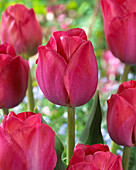 Tulipa Brave Heart