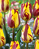 Tulipa Helmar