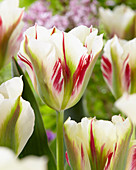 Tulipa Flaming Springgreen