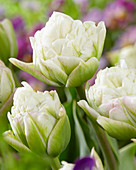 Tulipa 'Ice Wonder'