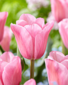 Tulipa 'Mistress'