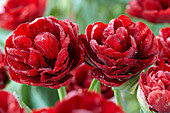 Tulipa 'Red Baby Doll'