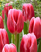 Tulipa 'Circuit'