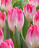 Tulipa 'Sinfonie'