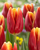 Tulipa Buster