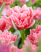 Tulipa 'Crispion Sweet'