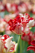 Tulipa Flaming Crown