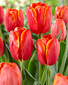 Tulipa Power Play