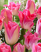 Tulipa pink mix