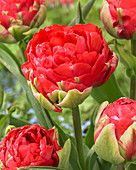 Tulipa Promiss