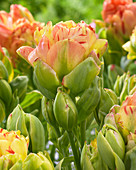 Tulipa 'Fruit Cocktail'