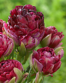 Tulipa Pearl Mountain