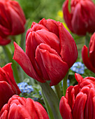 Tulipa Foxtrot Red