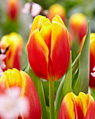 Tulipa Rock Fire