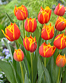 Tulipa Crossfire