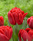 Tulipa Foxtrot Red