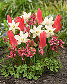 Narcissus 'Snow Baby', Tulipa 'Scarlet Baby', Corydalis 'Beth Evans'
