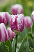 Tulipa Striped Flag