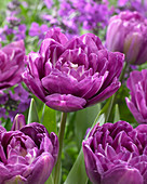 Tulipa Blue Spectacle