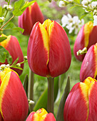 Tulipa Rambo