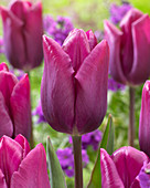 Tulipa 'High Five'
