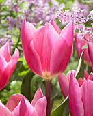 Tulipa Pink Surprise