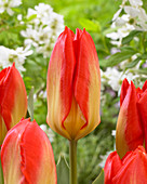 Tulipa 'Candela Festival'