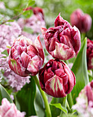 Tulipa Ragebol