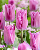 Tulipa 'Estate'