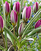 Tulipa humilis Persian Pearl