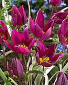 Tulipa humilis 'Odalisque'