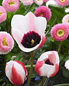 Tulipa 'Chitral Vale'