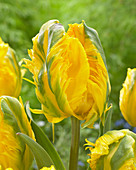 Tulipa 'Jan Van Nes Parrot'