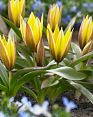 Tulipa urumiensis